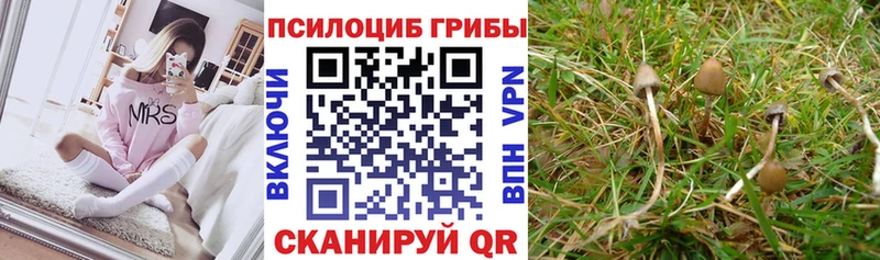 Псилоцибиновые грибы Cubensis  Тимашёвск 